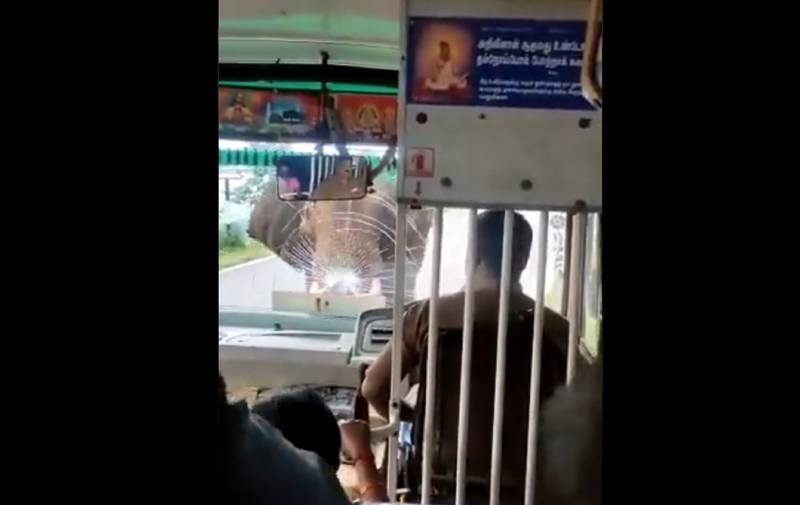 Elefante enfrenta a bus