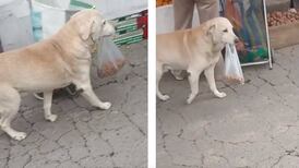 Este perrito se viralizó por ir solo al mercado a comprar sus croquetas