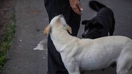 Brutal registro muestra como una jauría de perros callejeros ataca y provoca la muerte de una mujer