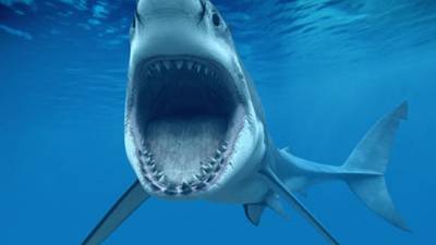 Enorme susto en el mar: Un tiburón mako saltó dentro de un barco de pesca con seis tripulantes