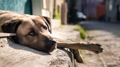 Terrible caso de maltrato animal en Antofagasta: sujetos habrían drogado a perro callejero con tusi