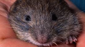 Coronavirus de roedores: ¿nuevo motivo de preocupación para la humanidad?