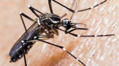 Confirman caso de dengue en Región de Coquimbo: hay otros dos sospechosos en observación