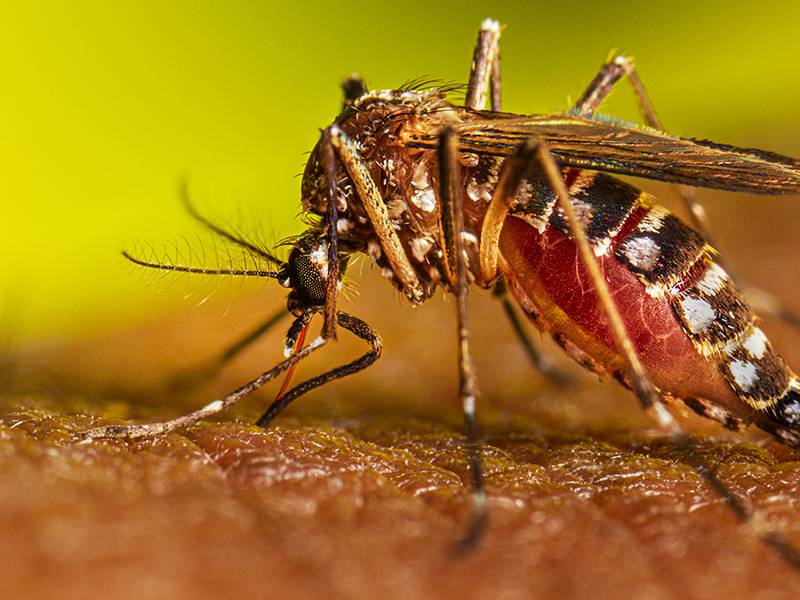 Dengue en Chile: cuáles son los síntomas a los que hay que poner atención si te pica un mosquito sospechoso