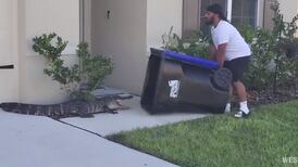 Hombre se vuelve viral al atrapar un cocodrilo con un contenedor de basura