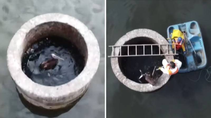 Rescatan a pelícano atrapado en un pozo en Viña del Mar