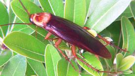 Zoológico de San Antonio permitirá nombrar una cucaracha en honor a un ex y dársela de comer a un animal