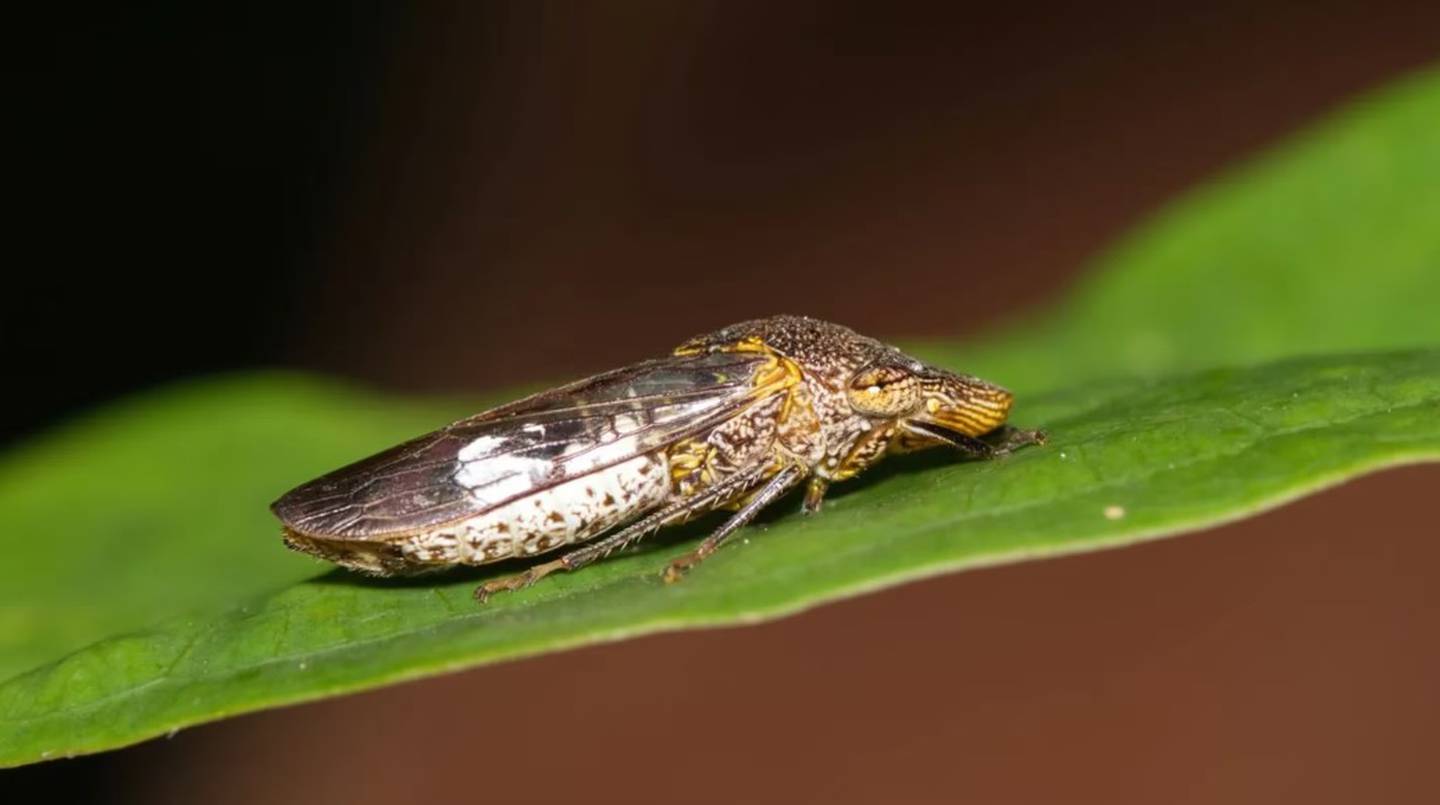 El homalodisca vitripennis es el insecto por el cual se inspirarían a fabricar los relojes inteligentes.