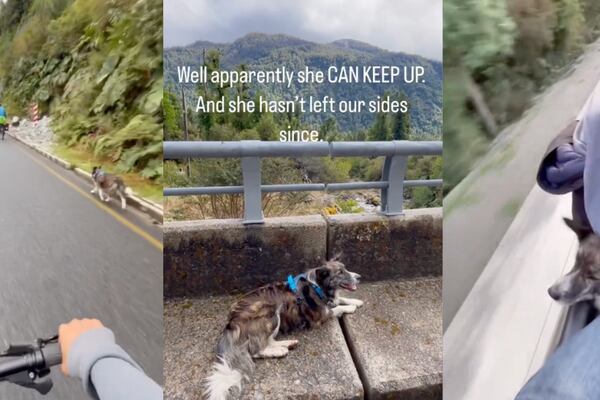 Tierno video de mochilera estadounidense se hizo viral tras adoptar a una perrita en el sur de Chile