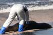 Nunca visto: Sernapesca confirma 2.270 Pingüinos y Lobos marinos muertos por gripe aviar