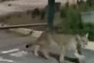 Puma fue avistado en San Carlos de Apoquindo: huyó tras ser grabado