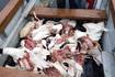 Investigan masiva muerte de cisnes en Valdivia