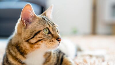 ¿Cómo saber que un gato está sufriendo de estrés? Tenga en cuenta estos consejos para ayudarlo