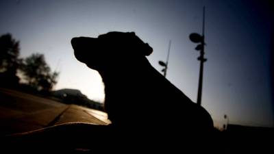 Siete perros fueron sometidos a eutanasia tras atacar a adulta mayor: falleció tras las lesiones