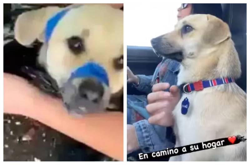 Amaro se llama el perro rescatado desde una bolsa de basura en Temuco.