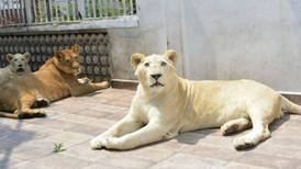 Un hombre tenía tres leones africanos como mascotas en la azotea de su casa en México