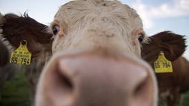 ¿Los eructos y gases de una vaca son peligrosos para el medio ambiente?