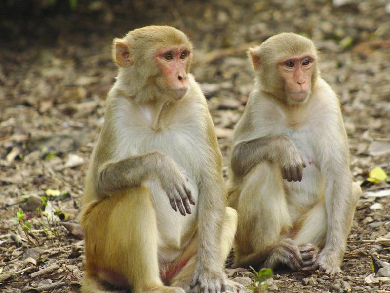 Explotación animal: empresas tailandesas usan monos para recolectar frutas 