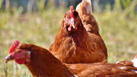 ¿Hablaremos con los pollos?: Científicos traducen con IA el cacareo de las gallinas