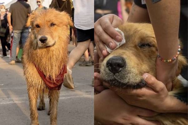 “Rucio Capucha” se fue al cielo de perros: Dan a conocer el triste fallecimiento de animal que se hizo conocido en el Estallido Social