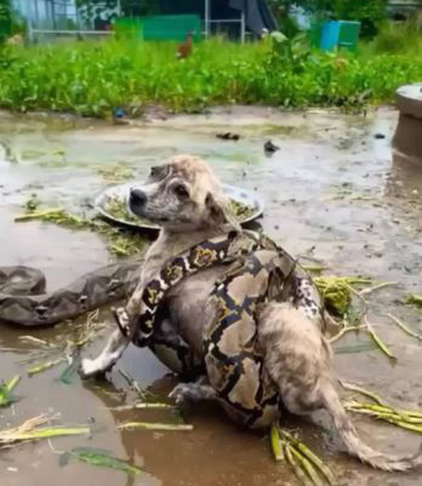 Un perro callejero siendo devorado por una serpiente.