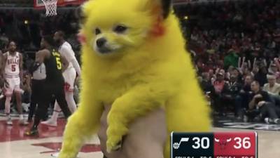“Una pena que tenga un dueño tan idiota”: Hombre causa indignación tras pintar a su perro como Pikachu