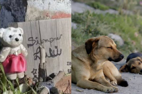 “La gente los viene a botar siempre”: Vecinos denuncian cementerio ilegal de mascotas en Caleta Lenga