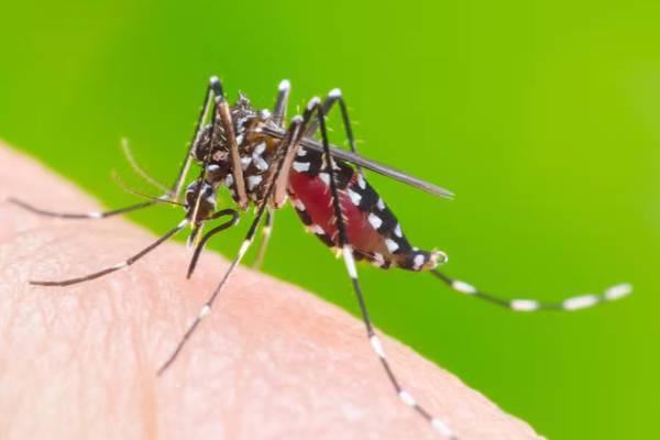 Declaran Alerta Amarilla por Dengue y Malaria en Arica y Parinacota