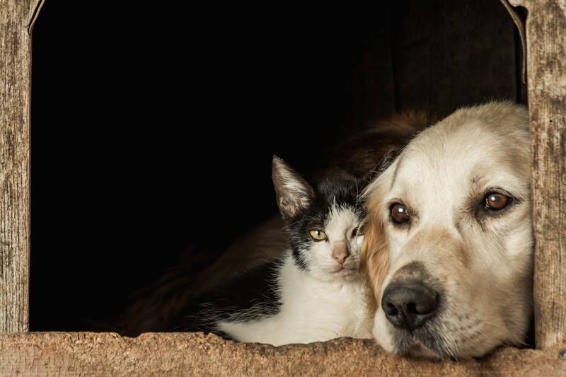 Cómo identificar dolor en perros y gatos