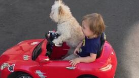 Perro conduce auto eléctrico de pequeño niño