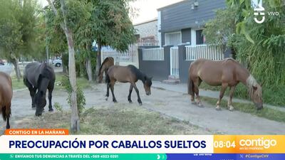 Grupo de caballos genera preocupación en calles de Recoleta: vecinos aseguran que situación es habitual