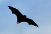 Detectan caso de murciélago con rabia en Valdivia: Es el quinto del año en la región