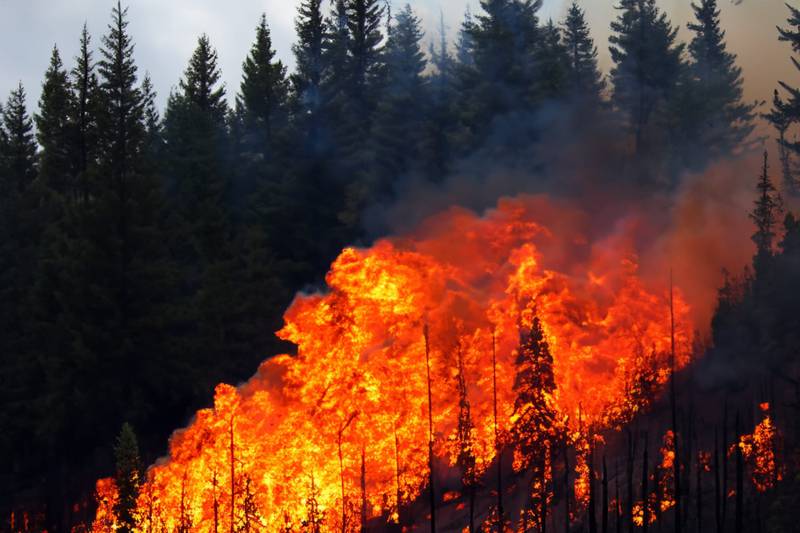 Los incendios forestales arrasaron con poco más de 3 mil hectáreas este año.