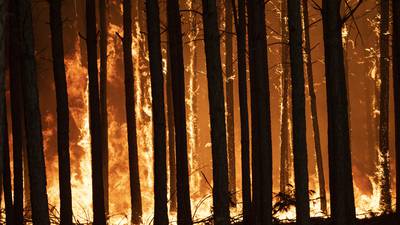 50 hectáreas consumidad: Decretan Alerta Roja para Santo Domingo por incendio forestal