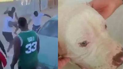“¡No tienen perdón!”: Captan brutal agresión de grupo de sujetos contra perrito de Copiapó