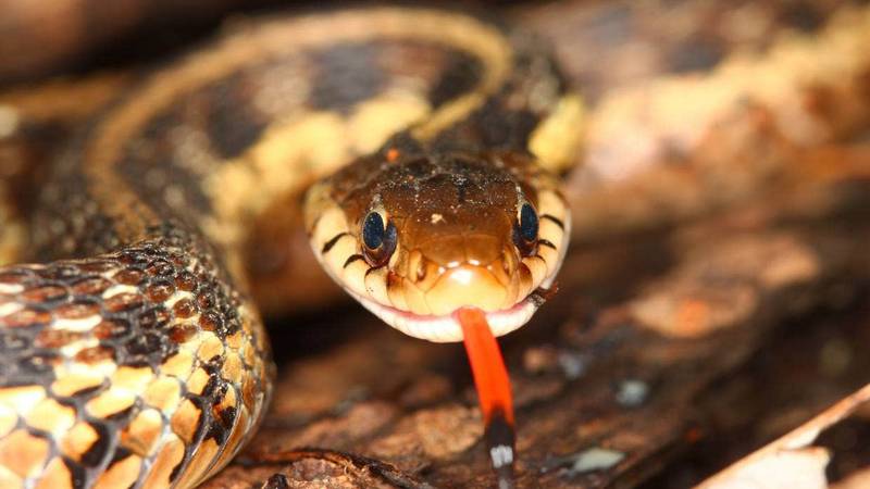 Al reptil se le conoce también como serpiente de liga, no es venenosa.