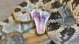 Se me vienen tantos nombres a la cabeza: zoológico lanza concurso para nombrar a una serpiente venenosa como a un “ex”