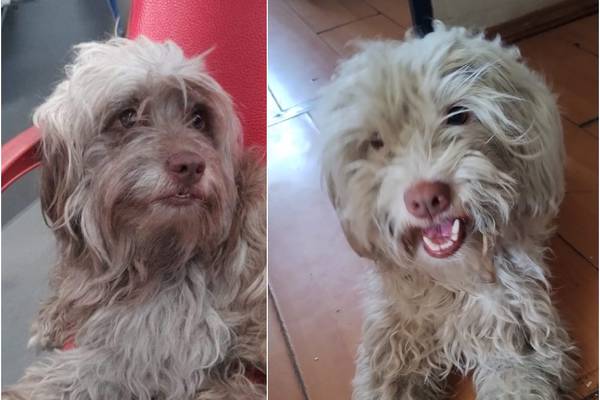 “¡Chocolito volvió!”: mujer encuentra a su perrito que estuvo cinco años perdido en Puente Alto