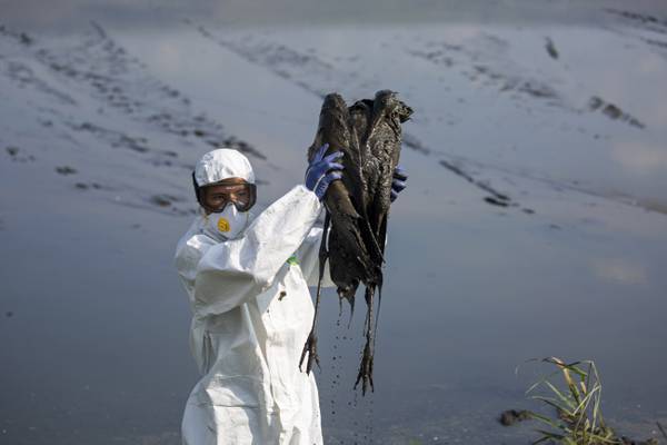 “No manipular aves enfermas en ningún caso”: Confirman primer caso de gripe aviar en Chile