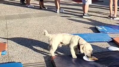 De los creadores del “dogtonazo”: perro se roba pizza en plena actividad infantil en Quinta Normal