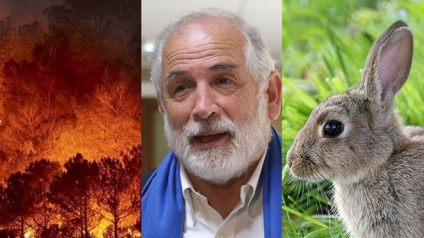 Experto respalda tesis de Montes: Conejos y otros animales en llamas pueden  propagar incendios – Publimetro Chile