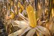 NASA advierte que los cultivos de maíz se verán gravemente afectados por el cambio climático