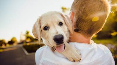 Los cinco mitos falsos más populares sobre los perros que debe conocer