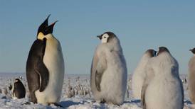 Encuentran colonia de pingüinos en peligro de extinción por imágenes tomadas desde el espacio 