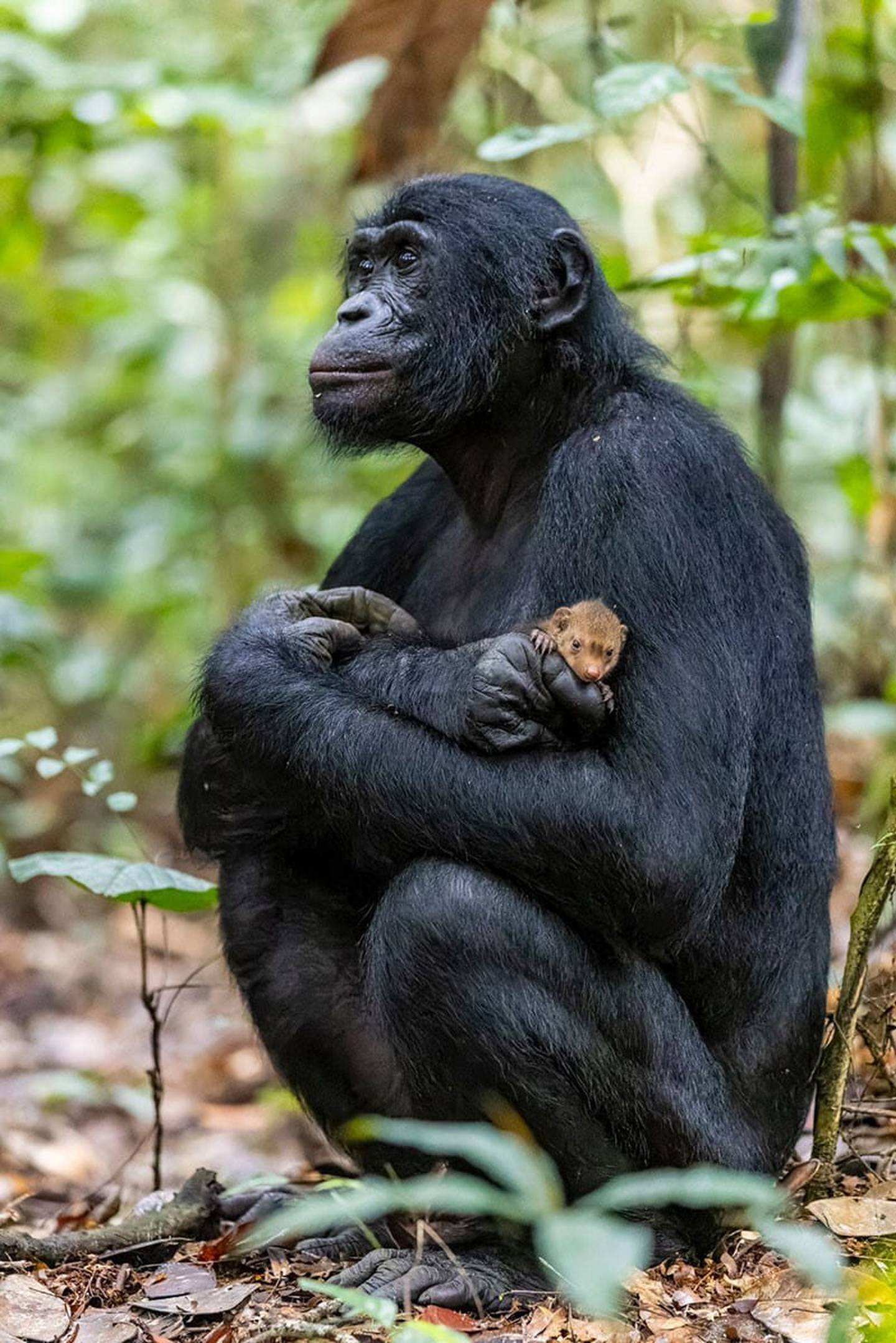 El bonobo y su mascota