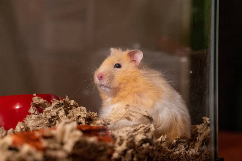 Las ratas del estudio demostraron problemas de memorias