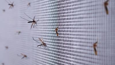 El sur de California en alerta máxima por invasión de mosquitos  Aedes