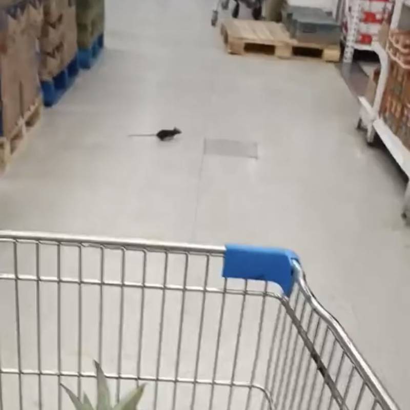 Inician sumario en supermercado de Antofagasta tras el registro de un ratón en los pasillos.
