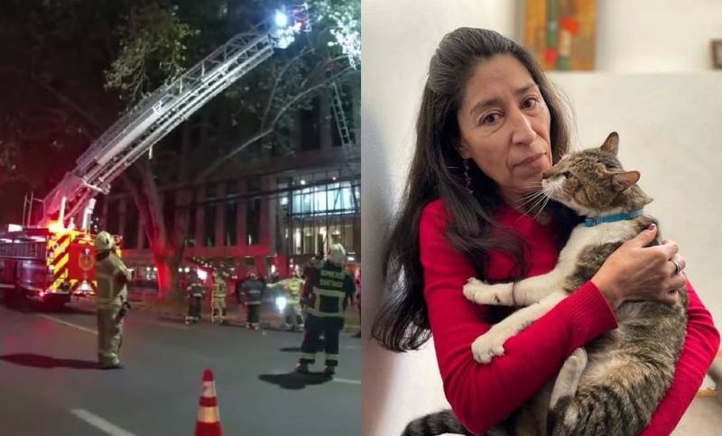 La gata 'Julia' fue rescatada por Bomberos de Providencia