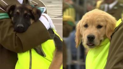 ¡El momento más esperado! Cachorros de carabineros desfilaron en la Parada Militar: entregaron mensaje sobre adopción y tenencia responsable